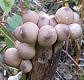 Lycoperdon pyriforme